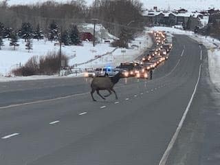 elk-in-road