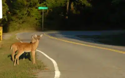 Utah DWR warns drivers to be aware of wildlife as daylight saving time ends